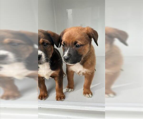 Medium Photo #1 German Shepherd Dog-Unknown Mix Puppy For Sale in Houston, TX, USA