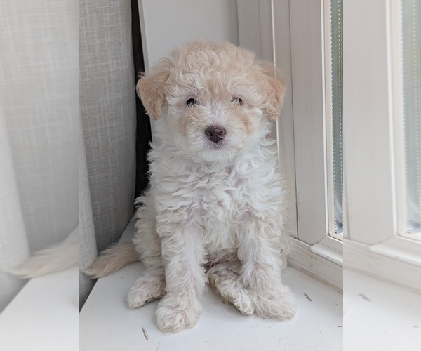 Medium Photo #2 Miniature Australian Shepherd-Poodle (Toy) Mix Puppy For Sale in CICERO, NY, USA