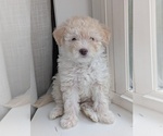 Small #1 Miniature Australian Shepherd-Poodle (Toy) Mix