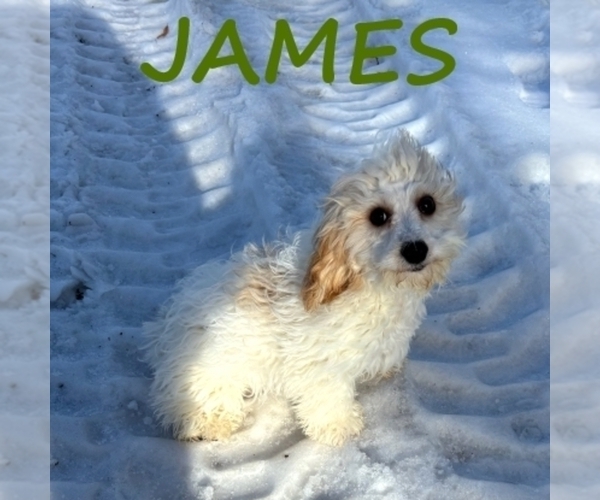 Medium Photo #1 Cavapoo (Miniature) Puppy For Sale in HARTLAND, MN, USA