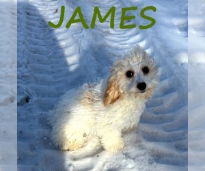 Cavapoo (Miniature) Puppy for sale in HARTLAND, MN, USA