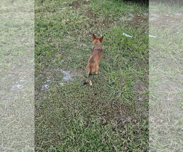 Medium Photo #7 Chussel Puppy For Sale in Wakefield, RI, USA