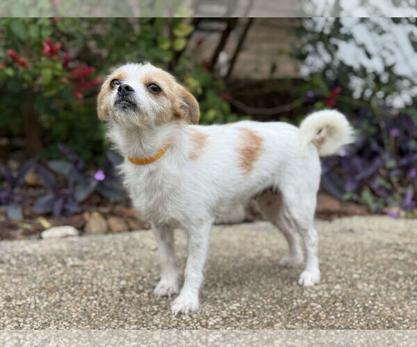 Medium Photo #2 Mutt Puppy For Sale in PIPE CREEK, TX, USA