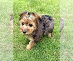 Small #4 YorkiePoo