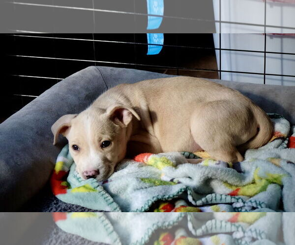 Medium Photo #3 Mutt Puppy For Sale in Laramie, WY, USA