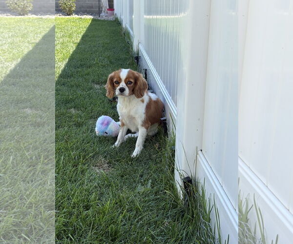 Medium Photo #2 Cavalier King Charles Spaniel Puppy For Sale in Sioux Falls, SD, USA
