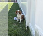 Small #1 Cavalier King Charles Spaniel