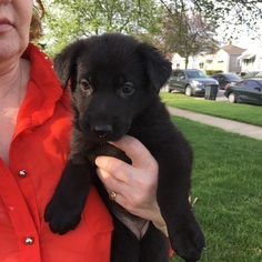 German Shepherd Dog Puppy for sale in EAST CHICAGO, IN, USA
