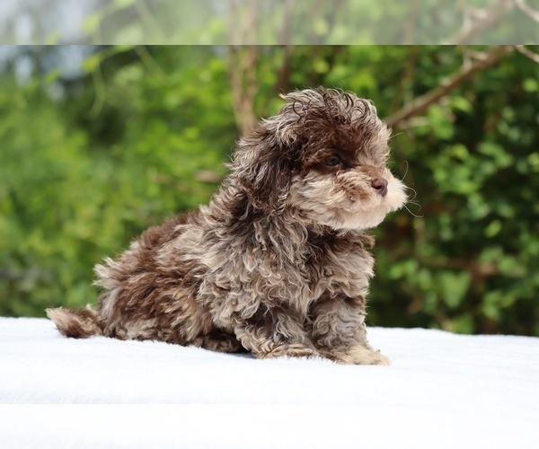 Medium Photo #5 ShihPoo Puppy For Sale in DYERSBURG, TN, USA