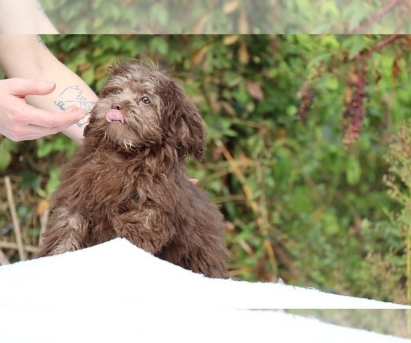 Medium Photo #42 ShihPoo Puppy For Sale in DYERSBURG, TN, USA