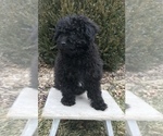 Small Photo #4 Aussie-Poo Puppy For Sale in GOSHEN, IN, USA