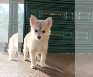 Pomsky Puppy for sale in WAUSAU, WI, USA