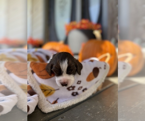 Medium Photo #3 English Springer Spaniel Puppy For Sale in SHERMAN, TX, USA