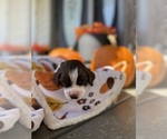 Small #2 English Springer Spaniel