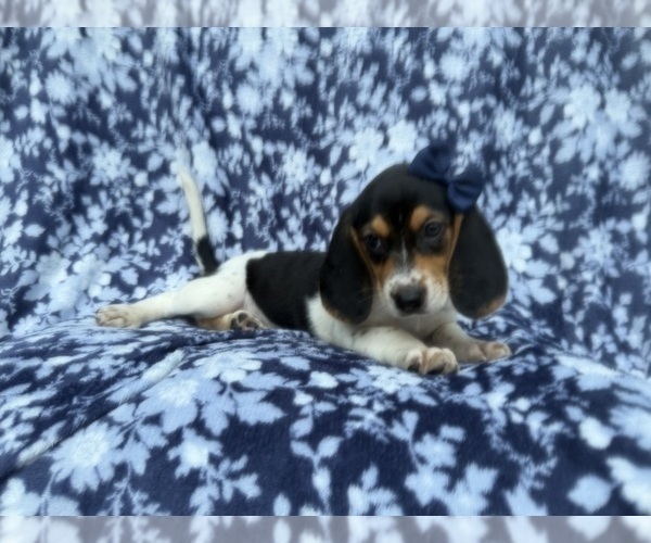Medium Photo #2 Beagle Puppy For Sale in LAKELAND, FL, USA