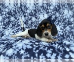 Small #1 Beagle