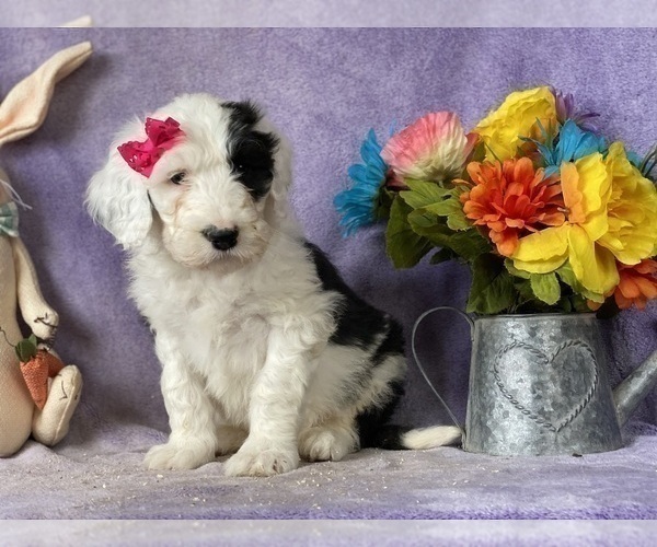 Medium Photo #1 Sheepadoodle Puppy For Sale in LANCASTER, PA, USA