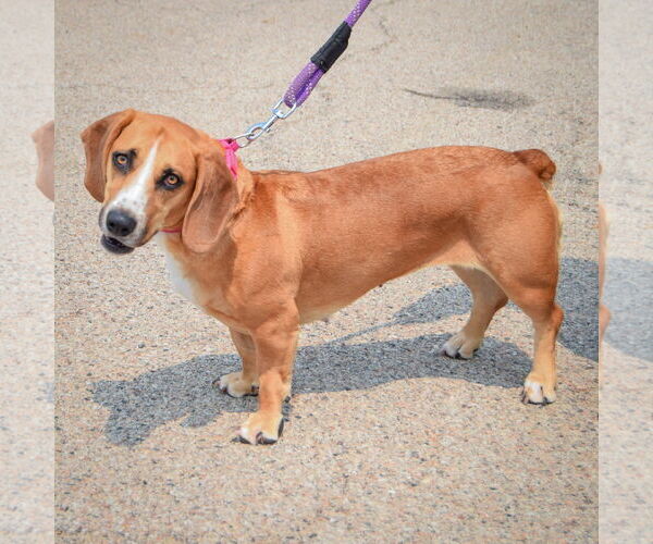 Medium Photo #2 Bagle Hound Puppy For Sale in Huntley, IL, USA