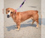 Small #1 Bagle Hound
