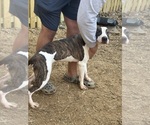 Puppy Trinity American Pit Bull Terrier