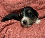 Small Photo #3 Australian Shepherd Puppy For Sale in MARATHON, IA, USA