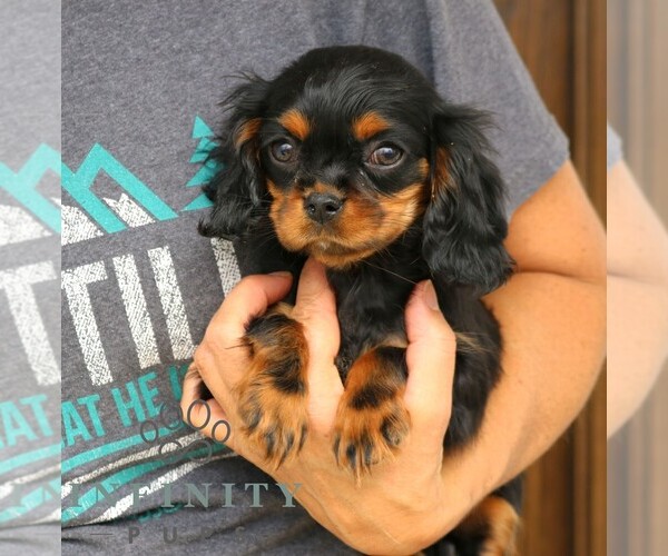 Medium Photo #4 Cavapoo (Miniature) Puppy For Sale in NARVON, PA, USA