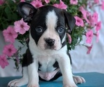 Small Photo #46 Boston Terrier Puppy For Sale in GOSHEN, IN, USA