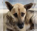FREDDIE - Male German Shepherd Dog Dog for Adoption - Small photo
