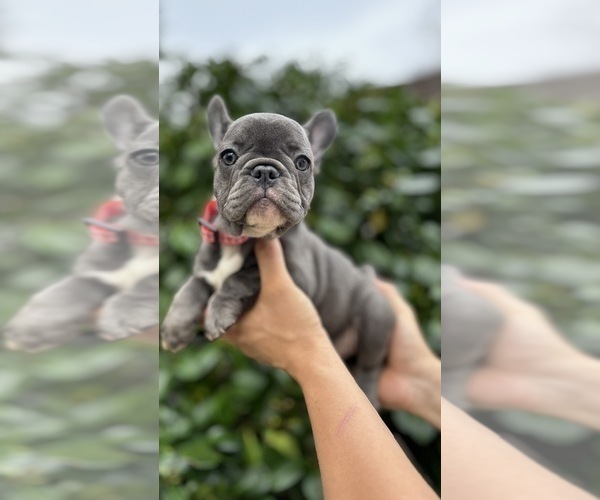 Medium Photo #1 French Bulldog Puppy For Sale in METUCHEN, NJ, USA