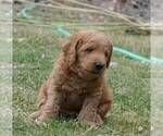 Small Photo #12 Labradoodle Puppy For Sale in ANACONDA, MT, USA