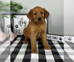 Golden Retriever Puppy for sale in FRANKLIN, IN, USA