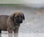 Small #12 Spanish Mastiff