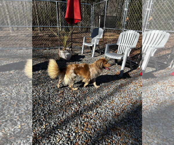 Medium Photo #3 Australian Shepherd-Retriever  Mix Puppy For Sale in Albemarle, NC, USA