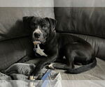 Small #8 American Pit Bull Terrier Mix
