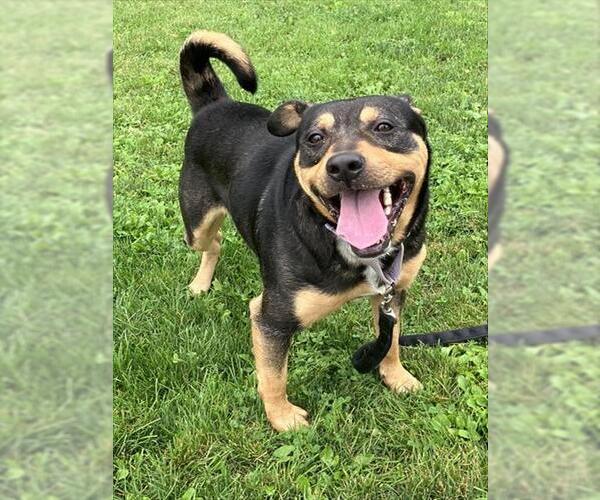 Medium Photo #1 Rottweiler-Unknown Mix Puppy For Sale in Center Township, PA, USA