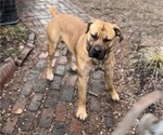 Small Photo #8 Boerboel Puppy For Sale in LITTLE ROCK, AR, USA