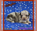 Small Photo #2 Miniature Australian Shepherd Puppy For Sale in FORESTBURG, TX, USA