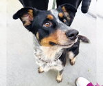 Small #1 Mutt