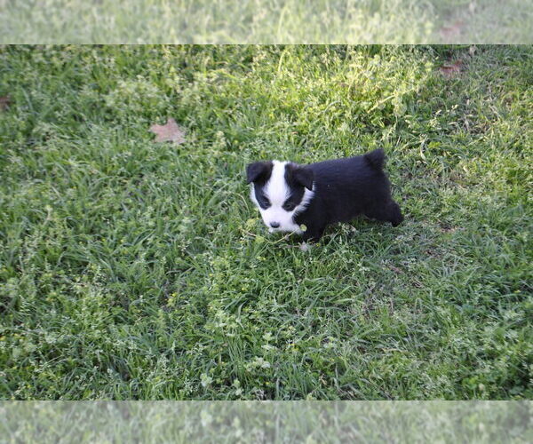 Medium Photo #15 Miniature Australian Shepherd Puppy For Sale in SWAN, TX, USA