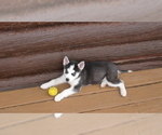 Small Photo #2 Siberian Husky Puppy For Sale in WESTCLIFFE, CO, USA