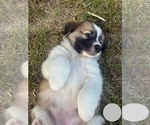 Small Photo #12 Australian Shepherd-Great Pyrenees Mix Puppy For Sale in LUCAMA, NC, USA