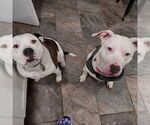 Small #20 American Pit Bull Terrier Mix