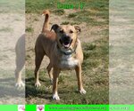 Small Photo #8 Black Mouth Cur-Unknown Mix Puppy For Sale in Pensacola, FL, USA