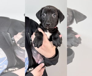 Mutt Dogs for adoption in Clarkston, MI, USA