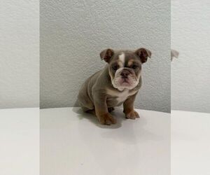 French Bulldog Puppy for sale in HOUSTON, TX, USA