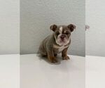 Small French Bulldog
