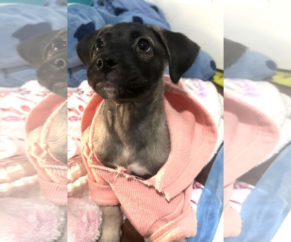 Medium Photo #2 Labrador Retriever-Unknown Mix Puppy For Sale in Jefferson, NJ, USA