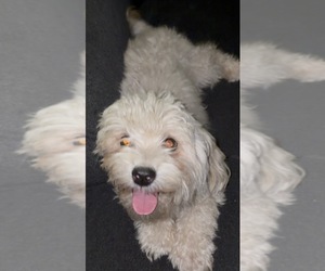 Mother of the Maltipoo (Toy) puppies born on 05/27/2026