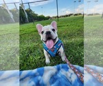 Puppy 6 French Bulldog