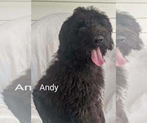 Goldendoodle-Poodle (Standard) Mix Puppy for sale in CLARKRANGE, TN, USA